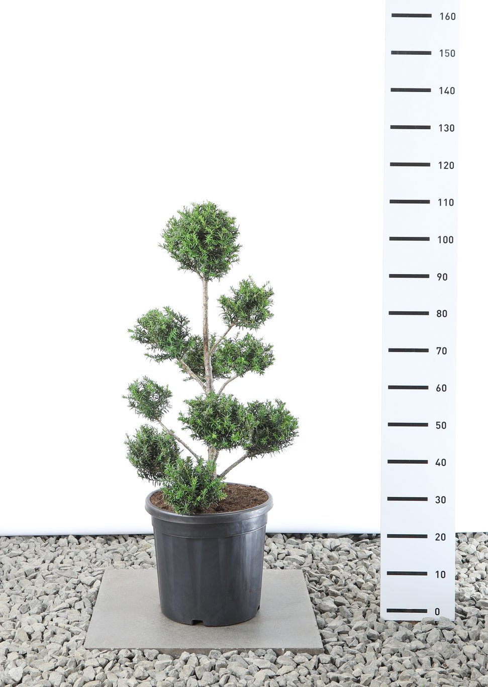 Taxus baccata - 60-80 CM PonPon Cont.